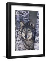 Gray Wolf Standing by Trees-DLILLC-Framed Photographic Print