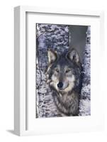 Gray Wolf Standing by Trees-DLILLC-Framed Photographic Print