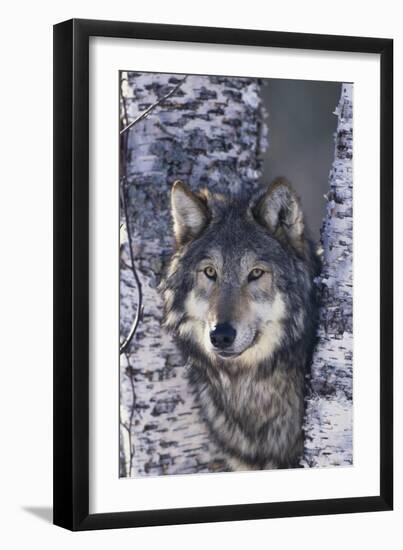 Gray Wolf Standing by Trees-DLILLC-Framed Photographic Print