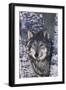 Gray Wolf Standing by Trees-DLILLC-Framed Photographic Print