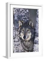 Gray Wolf Standing by Trees-DLILLC-Framed Photographic Print