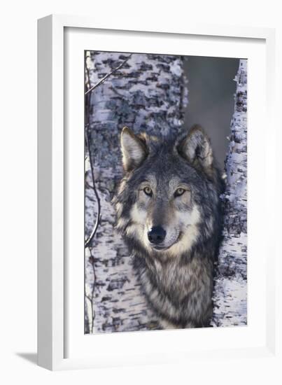 Gray Wolf Standing by Trees-DLILLC-Framed Photographic Print