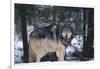 Gray Wolf Standing by Trees-DLILLC-Framed Photographic Print