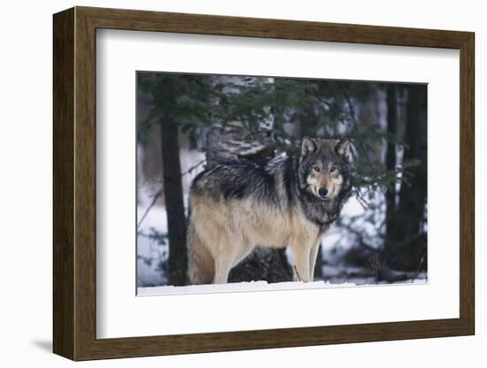 Gray Wolf Standing by Trees-DLILLC-Framed Photographic Print