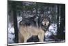 Gray Wolf Standing by Trees-DLILLC-Mounted Photographic Print