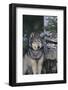 Gray Wolf Standing by Trees-DLILLC-Framed Photographic Print