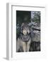 Gray Wolf Standing by Trees-DLILLC-Framed Photographic Print