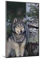 Gray Wolf Standing by Trees-DLILLC-Mounted Photographic Print