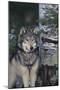 Gray Wolf Standing by Trees-DLILLC-Mounted Photographic Print