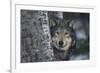 Gray Wolf Standing by Trees-DLILLC-Framed Photographic Print