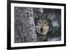 Gray Wolf Standing by Trees-DLILLC-Framed Photographic Print