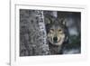 Gray Wolf Standing by Trees-DLILLC-Framed Photographic Print