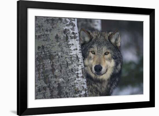 Gray Wolf Standing by Trees-DLILLC-Framed Photographic Print