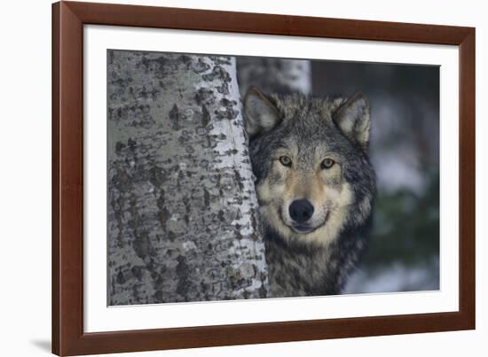 Gray Wolf Standing by Trees-DLILLC-Framed Photographic Print