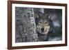 Gray Wolf Standing by Trees-DLILLC-Framed Photographic Print