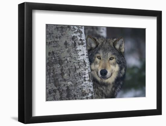 Gray Wolf Standing by Trees-DLILLC-Framed Photographic Print