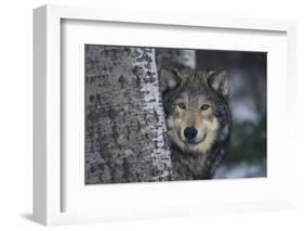 Gray Wolf Standing by Trees-DLILLC-Framed Photographic Print