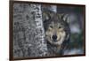 Gray Wolf Standing by Trees-DLILLC-Framed Photographic Print