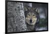 Gray Wolf Standing by Trees-DLILLC-Framed Photographic Print