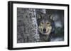 Gray Wolf Standing by Trees-DLILLC-Framed Photographic Print