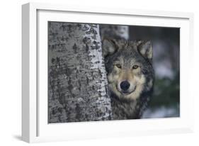 Gray Wolf Standing by Trees-DLILLC-Framed Photographic Print