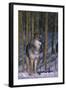 Gray Wolf Standing by Trees-DLILLC-Framed Photographic Print