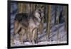 Gray Wolf Standing by Trees-DLILLC-Framed Photographic Print