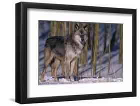 Gray Wolf Standing by Trees-DLILLC-Framed Photographic Print