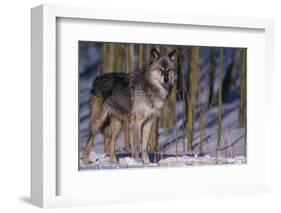 Gray Wolf Standing by Trees-DLILLC-Framed Photographic Print