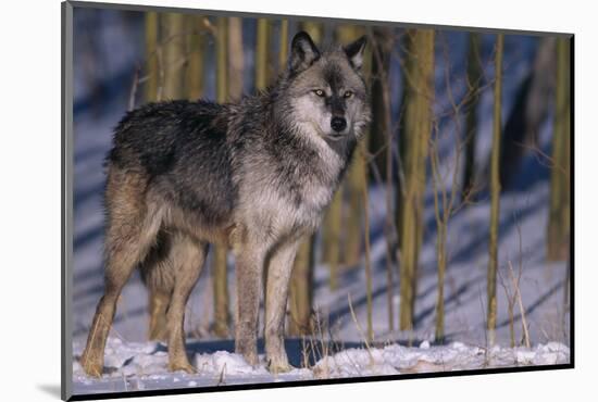 Gray Wolf Standing by Trees-DLILLC-Mounted Photographic Print