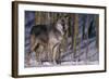 Gray Wolf Standing by Trees-DLILLC-Framed Photographic Print