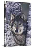 Gray Wolf Standing by Trees-DLILLC-Stretched Canvas