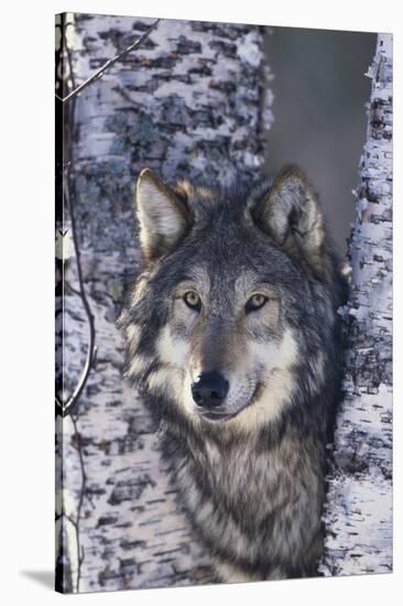 Gray Wolf Standing by Trees-DLILLC-Stretched Canvas