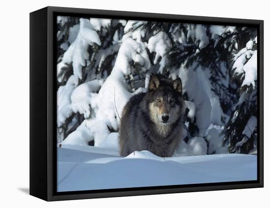 Gray Wolf Standing in Snow Covered Landscape-Lynn M^ Stone-Framed Stretched Canvas