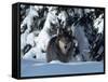 Gray Wolf Standing in Snow Covered Landscape-Lynn M^ Stone-Framed Stretched Canvas