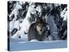 Gray Wolf Standing in Snow Covered Landscape-Lynn M^ Stone-Stretched Canvas