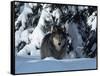 Gray Wolf Standing in Snow Covered Landscape-Lynn M^ Stone-Framed Stretched Canvas