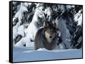 Gray Wolf Standing in Snow Covered Landscape-Lynn M^ Stone-Framed Stretched Canvas