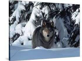 Gray Wolf Standing in Snow Covered Landscape-Lynn M^ Stone-Stretched Canvas