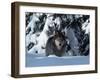 Gray Wolf Standing in Snow Covered Landscape-Lynn M^ Stone-Framed Premium Photographic Print