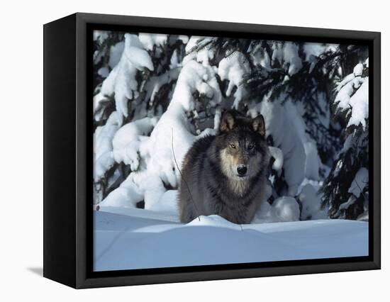 Gray Wolf Standing in Snow Covered Landscape-Lynn M^ Stone-Framed Stretched Canvas
