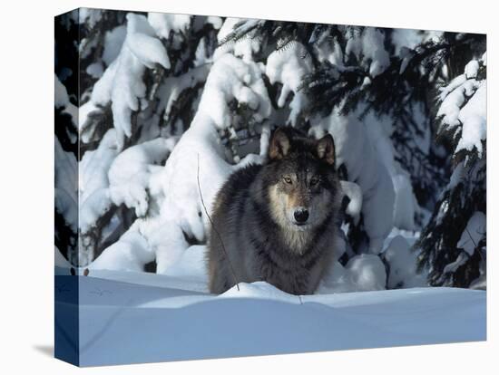 Gray Wolf Standing in Snow Covered Landscape-Lynn M^ Stone-Stretched Canvas