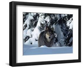 Gray Wolf Standing in Snow Covered Landscape-Lynn M^ Stone-Framed Photographic Print