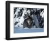 Gray Wolf Standing in Snow Covered Landscape-Lynn M^ Stone-Framed Photographic Print