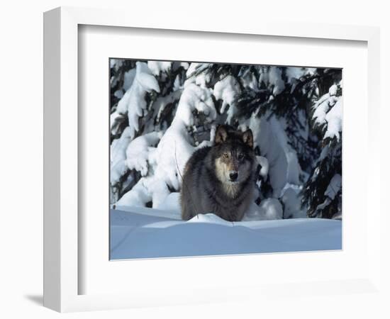 Gray Wolf Standing in Snow Covered Landscape-Lynn M^ Stone-Framed Photographic Print