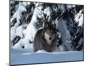 Gray Wolf Standing in Snow Covered Landscape-Lynn M^ Stone-Mounted Photographic Print