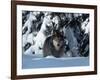 Gray Wolf Standing in Snow Covered Landscape-Lynn M^ Stone-Framed Photographic Print