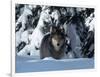 Gray Wolf Standing in Snow Covered Landscape-Lynn M^ Stone-Framed Photographic Print