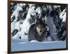 Gray Wolf Standing in Snow Covered Landscape-Lynn M^ Stone-Framed Photographic Print