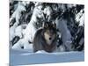 Gray Wolf Standing in Snow Covered Landscape-Lynn M^ Stone-Mounted Photographic Print